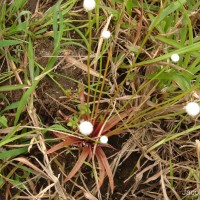 Eriocaulon quinquangulare L.